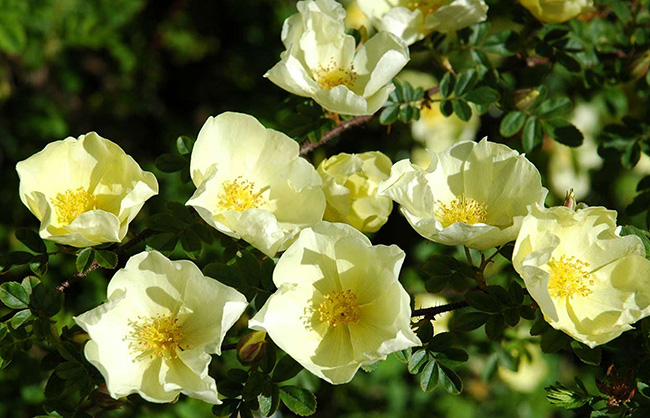 Bard in the Botanics